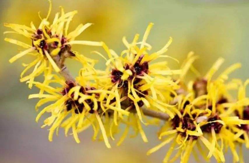 北美金縷梅提取物對(duì)皮膚的作用與功效有哪些？